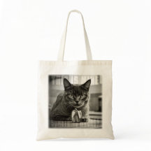 cat and green pepper