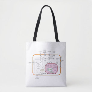 Bolso De Tela Diagrama de las rutas de transducción de la señal