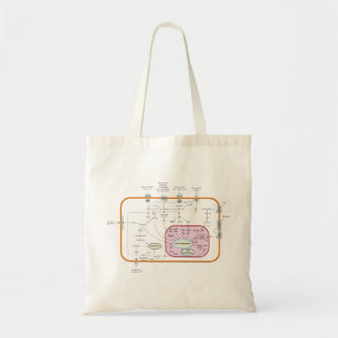 Bolso De Tela Diagrama de rutas de transducción de señales celul