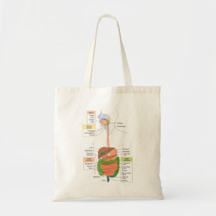 Bolso De Tela Diagrama Sistema digestivo gastrointestinal humano