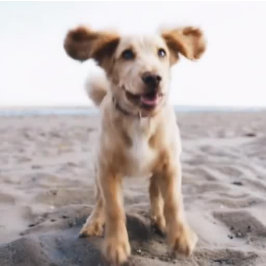 Bolso De Tela El nombre de la foto del perro Opciones de color d