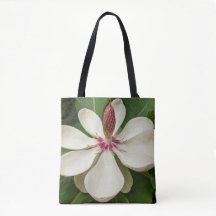 Flor de Magnolia Japonesa