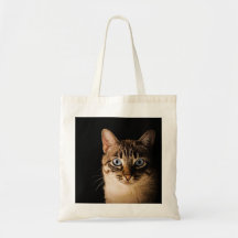 Gato Bonito