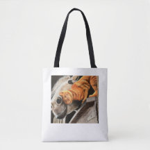 Gato y caballo de Tabby