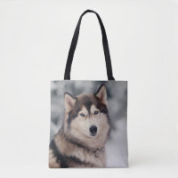 Hermoso Husky al aire libre