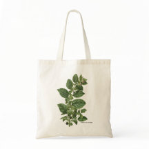Ilustración Botánica Vintage Atropa Belladonna