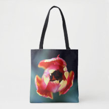 Tulip