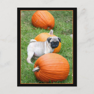 Bomba de cachorro en la postal de calabazas