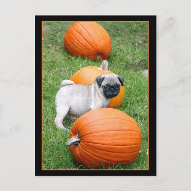Bomba de cachorro en la postal de calabazas (Anverso)