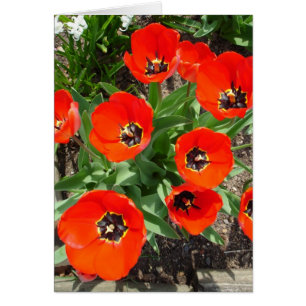 Bombillas de primavera