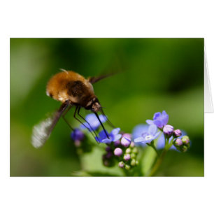 Bombylius mayor