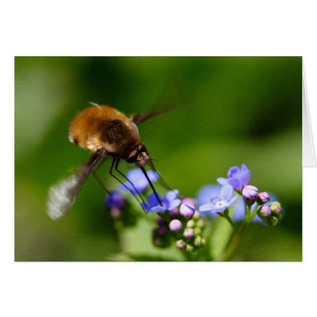 Bombylius mayor (Anverso (Horizontal))