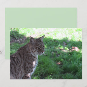 Bonita Bobcat - Tarjeta plana