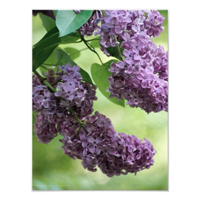 Bonita foto de primavera (Frente)