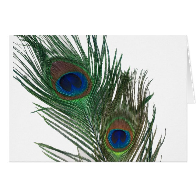 Bonita pluma de pavo real blanca (Anverso (Horizontal))