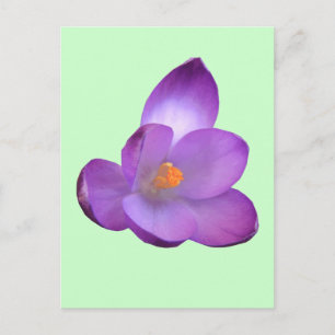 Bonita postal de Crocus
