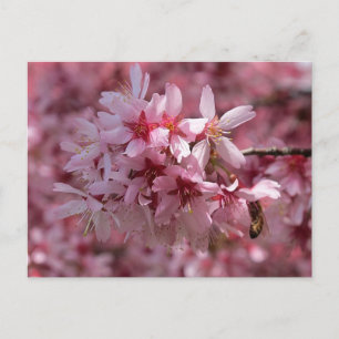 Bonita postal de flores de cerezo rosado