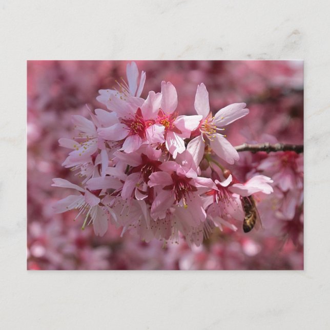 Bonita postal de flores de cerezo rosado (Anverso)