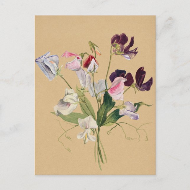 Bonita postal de Ilustracion botánico vintage (Anverso)