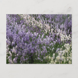 Bonita postal de Lavender
