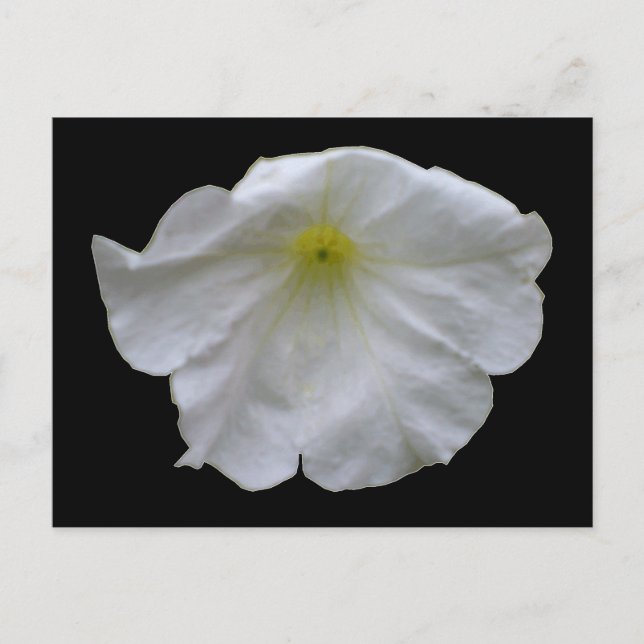 Bonita postal de Petunia Blanca (Anverso)