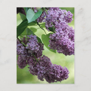 Bonita postal de primavera