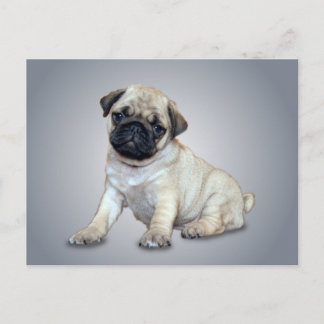 Bonita postal de Pug