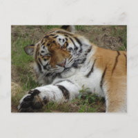 Bonita postal de Tiger DIY