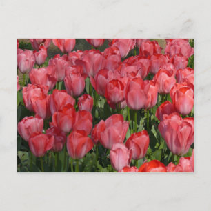 Bonita postal de tulipanes