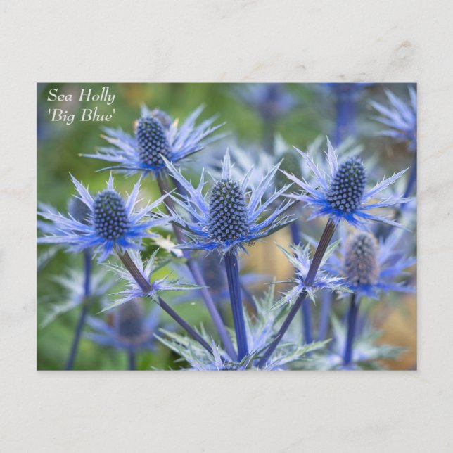 Bonita postal floral de Blue Sea Holly (Anverso)