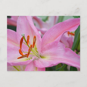 Bonita postal floral de lirio rosa