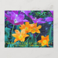 Bonita postal morada de tulipanes de primavera Nar