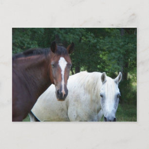 Bonita postal para caballos