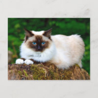 Bonita postal para gatos siameses