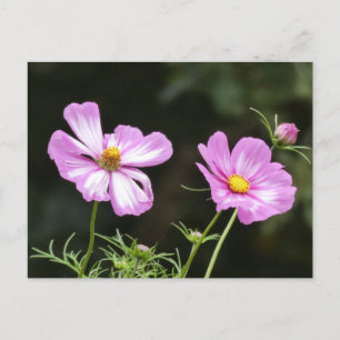 Bonita postal rosada de Cosmea blanca