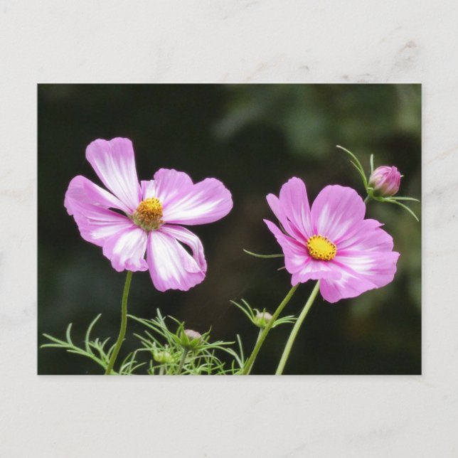 Bonita postal rosada de Cosmea blanca (Anverso)