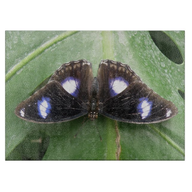 Bonita tabla de corte de mariposa con manchas azul (Anverso)