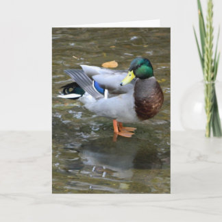 Bonita tarjeta de felicitación de pato mallard