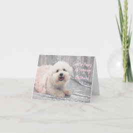 Bonita tarjeta de Navidades Bichon Frise Ballerina
