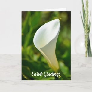 Bonita tarjeta de Pascua Blanca Calla Lily Flor