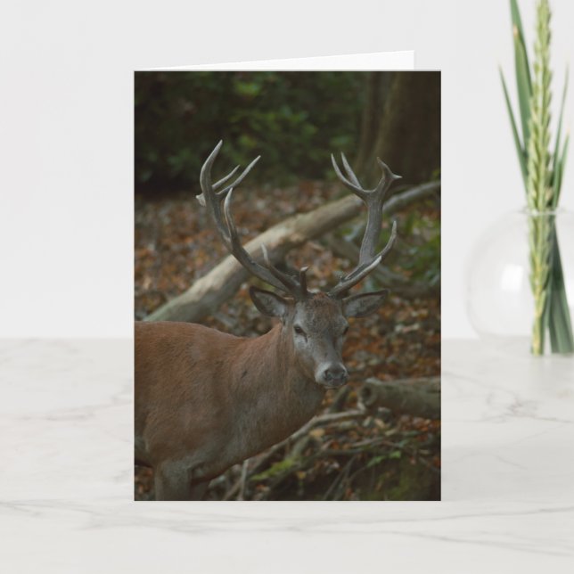 Bonita tarjeta en blanco para fotografía de buck (Anverso)