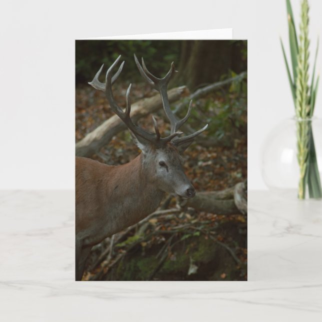Bonita tarjeta en blanco para fotografía de buck (Anverso)