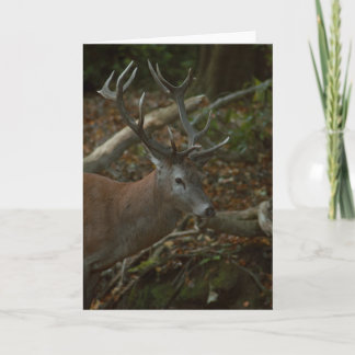 Bonita tarjeta en blanco para fotografía de buck