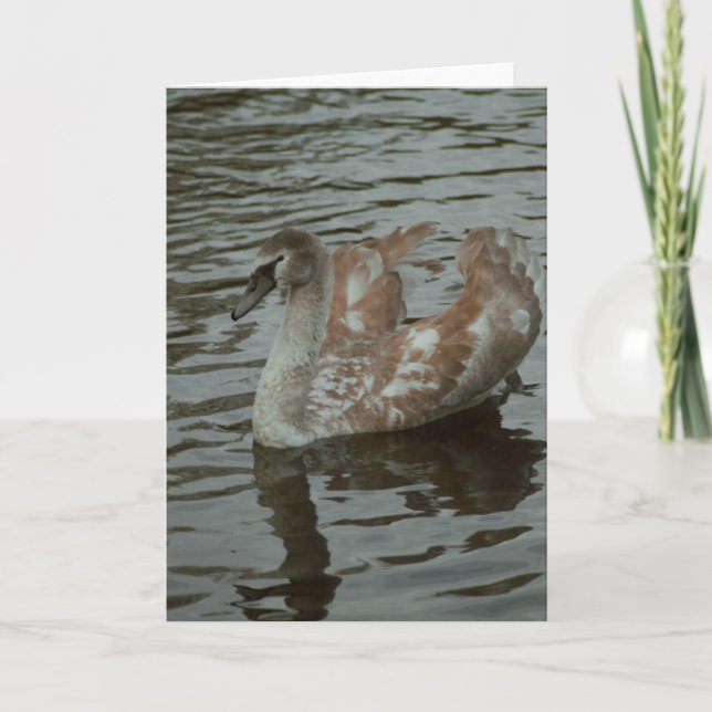 Bonita tarjeta en blanco para fotografía de cisne (Anverso)