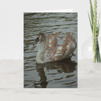 Bonita tarjeta en blanco para fotografía de cisne