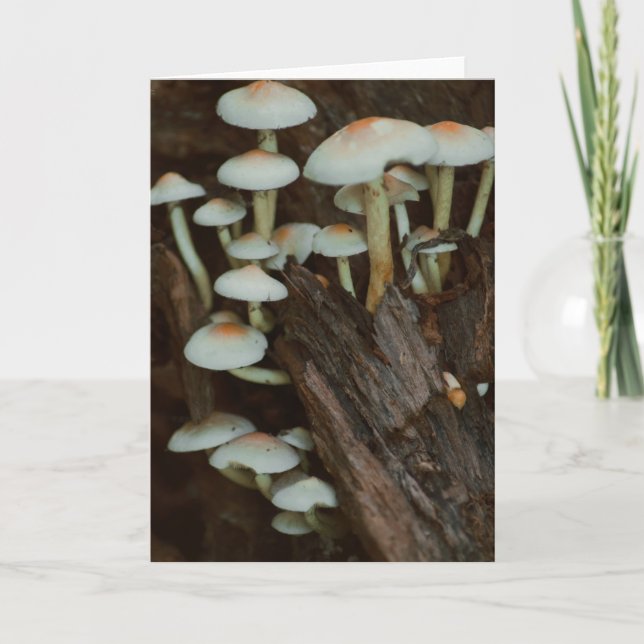 Bonita tarjeta en blanco para fotografía de hongos (Anverso)