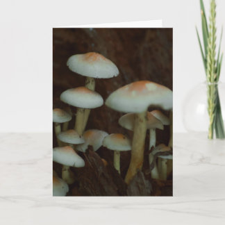 Bonita tarjeta en blanco para fotografía de hongos