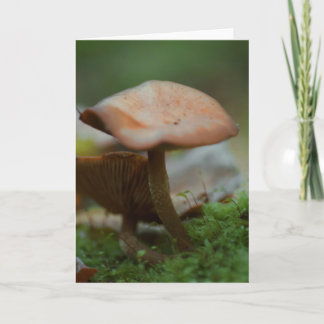 Bonita tarjeta en blanco para fotografía de hongos