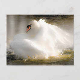 Bonita tarjeta postal de Swan