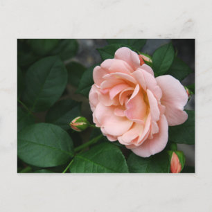 Bonitas postales rosadas de flores